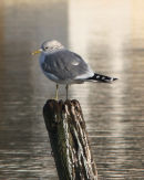 Common Gull